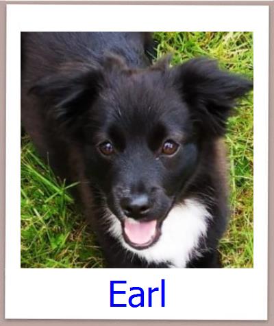 Earl Tierschutz Zypern Hund prof