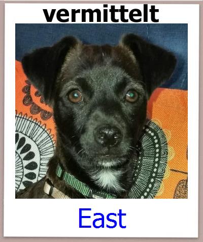East Tierschutz Zypern Hund prof