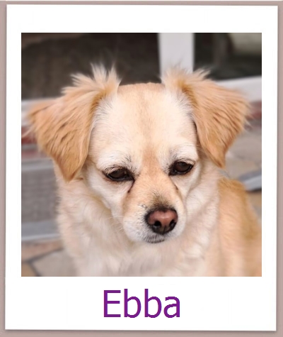 Ebba Tierschutz Zypern Hund prof