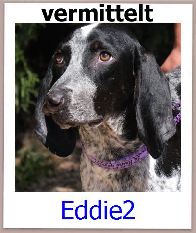 Eddie2 Tierschutz Zypern Hund prof