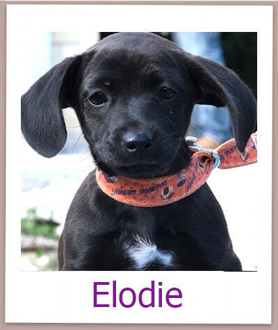 Elodie Tierschutz Zypern Hund prof