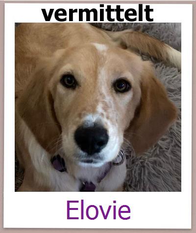 Elovie Tierschutz Zypern Hund prof