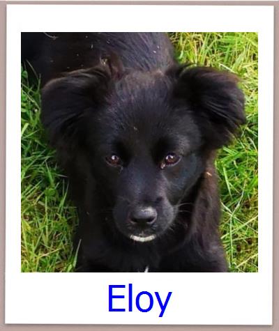 Eloy Tierschutz Zypern Hund prof