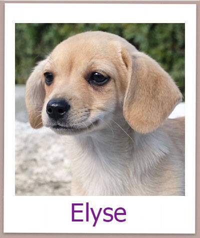 Elyse Tierschutz Zypern Hund prof