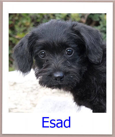 Esad Tierschutz Zypern Hund prof