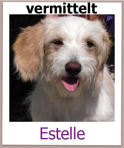 Estelle Tierschutz Zypern Hund prof