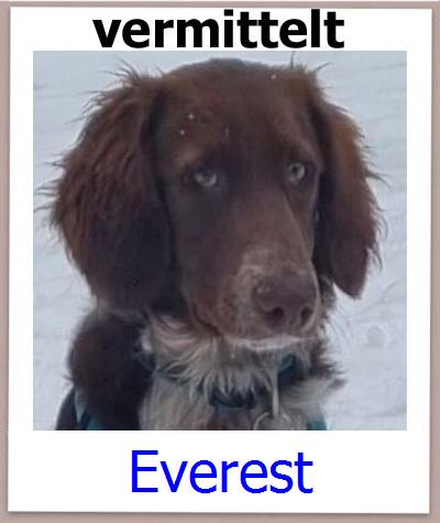 Everest Tierschutz Zypern Hund prof
