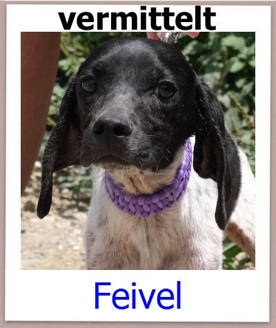 Feivel Tierschutz Zypern Hund prof