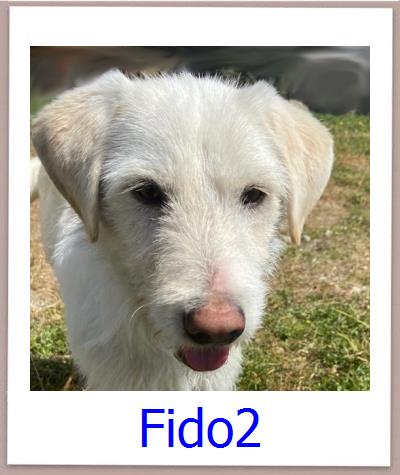 Billy2 Tierschutz Zypern Hund prof