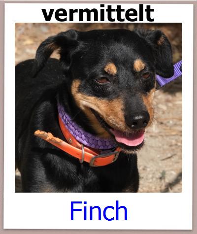 Finch Tierschutz Zypern Hund prof