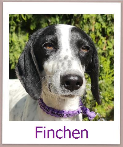 Joe Tierschutz Zypern Hund prof