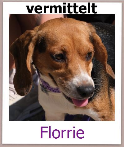 Florrie Tierschutz Zypern Hund prof
