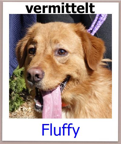 Fluffy Tierschutz Zypern Hund prof