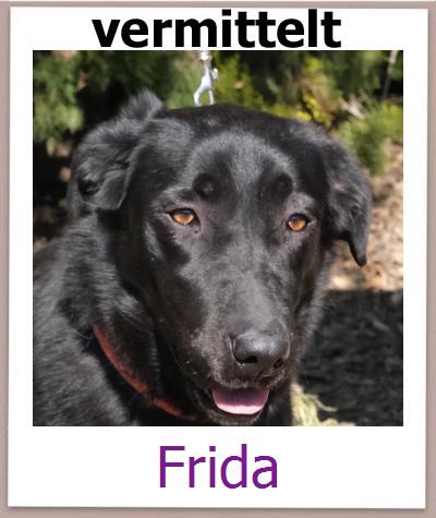 Frida Tierschutz Zypern Hund prof