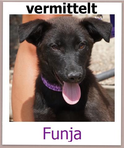 Funja Tierschutz Zypern Hund prof