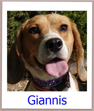 Giannis Tierschutz Zypern Hund prof