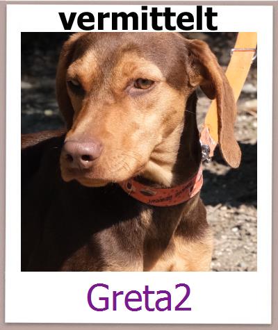 Greta2 Tierschutz Zypern Hund prof
