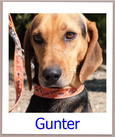 Greta2 Tierschutz Zypern Hund prof