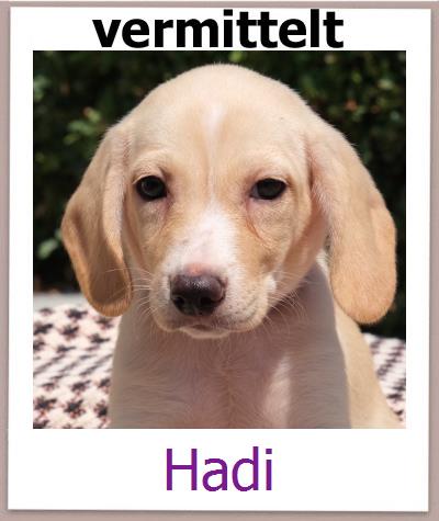 Hadi Tierschutz Zypern Hund prof