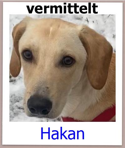 Hakan Tierschutz Zypern Hund prof