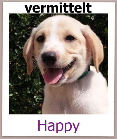 Happy Tierschutz Zypern Hund prof