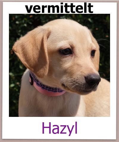 Hazyl Tierschutz Zypern Hund prof