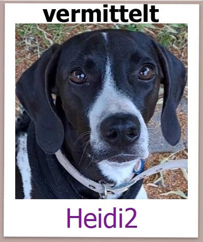 Heidi2 Tierschutz Zypern Hund prof