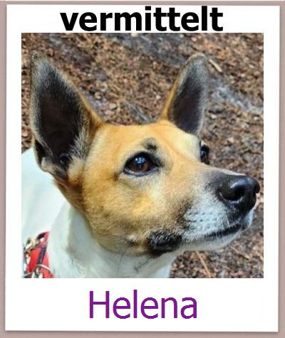 Helena Tierschutz Zypern Hund prof