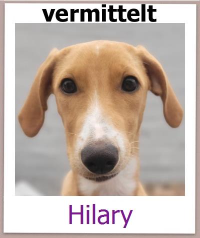 Hilary Tierschutz Zypern Hund prof