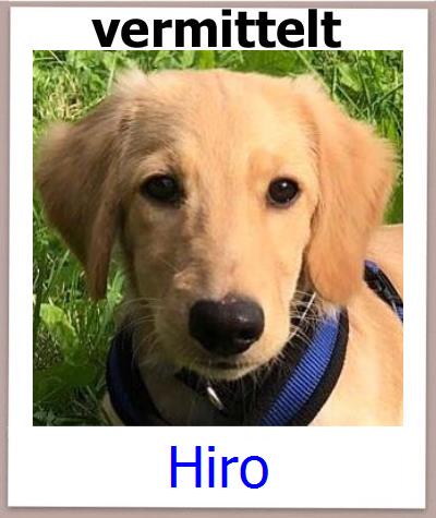 Hiro Tierschutz Zypern Hund prof