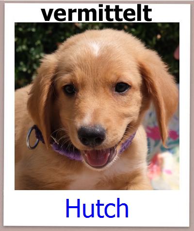 Hutch Tierschutz Zypern Hund prof
