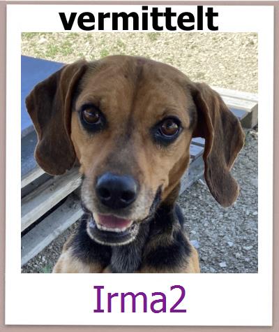 Irma2 Tierschutz Zypern Hund prof