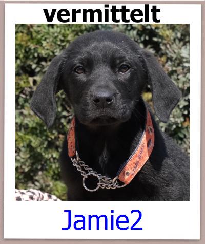 Jamie2 Tierschutz Zypern Hund prof