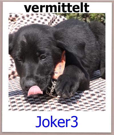 Joker3 Tierschutz Zypern Hund prof