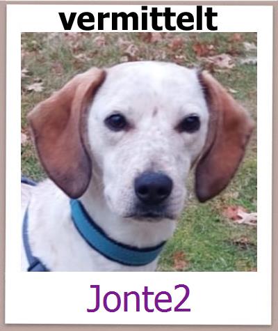 Jonte2 Tierschutz Zypern Hund prof