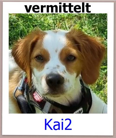Kai2 Tierschutz Zypern Hund prof