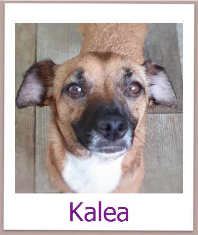 Kai2 Tierschutz Zypern Hund prof