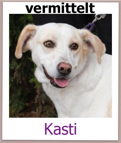 Kasti Tierschutz Zypern Hund prof