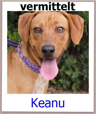 Keanu Tierschutz Zypern Hund prof