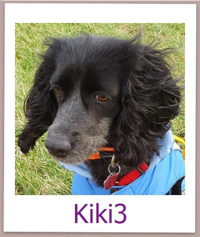 Kiki3 Tierschutz Zypern Hund prof