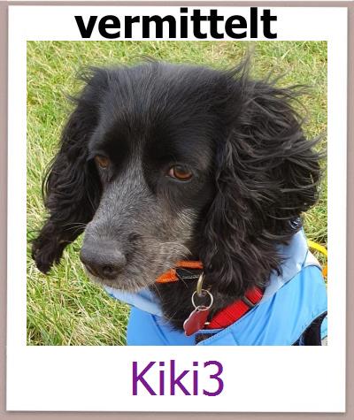 Kiki3 Tierschutz Zypern Hund prof