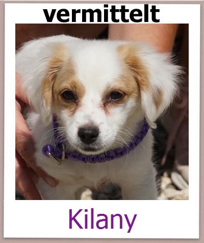 Kilany Tierschutz Zypern Hund prof