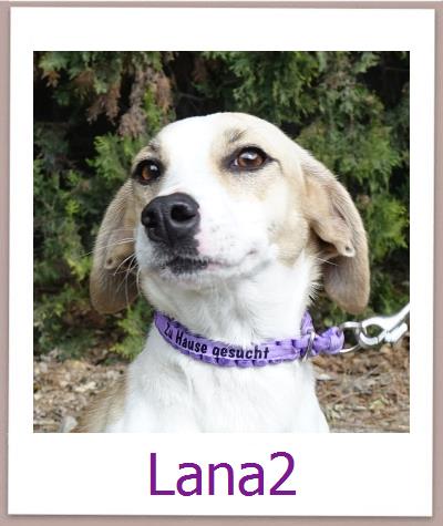Lana2 Tierschutz Zypern Hund prof