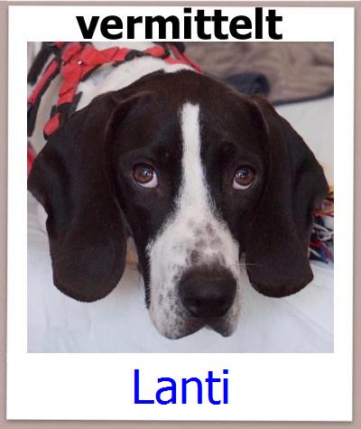 Lanti Tierschutz Zypern Hund prof