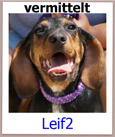 Leif2 Tierschutz Zypern Hund prof