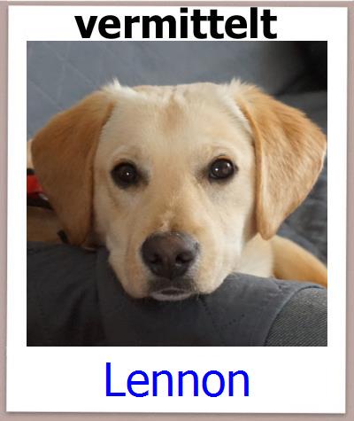Lennon Tierschutz Zypern Hund prof