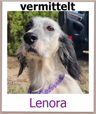 Lenora Tierschutz Zypern Hund prof