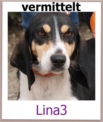 Lina3 Tierschutz Zypern Hund prof