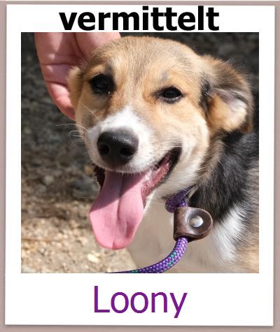 Loony Tierschutz Zypern Hund prof