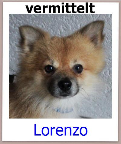 Lorenzo Tierschutz Zypern Hund prof